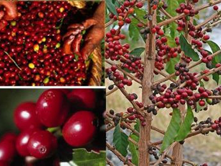 دراسة حديثة: ثبات نسبي للمساحة الزراعية للبن اليمني وكمية انتاجه خلال الفترة (2014 – 2020) بالرغم من تأثيرات الحرب والمناخ