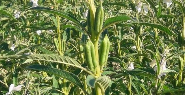 زراعة السمسم في تهامة.. مهنة تقاوم الصعوبات