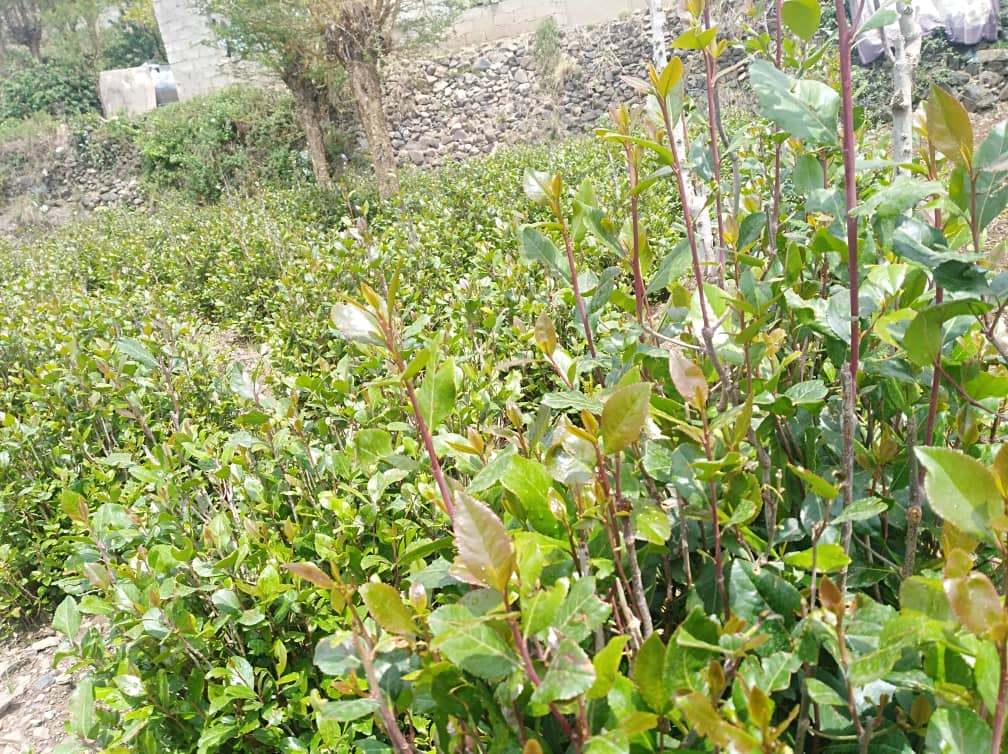 زراعة القات باليمن.. تهديد للمحاصيل واستنزاف للمياه الجوفية