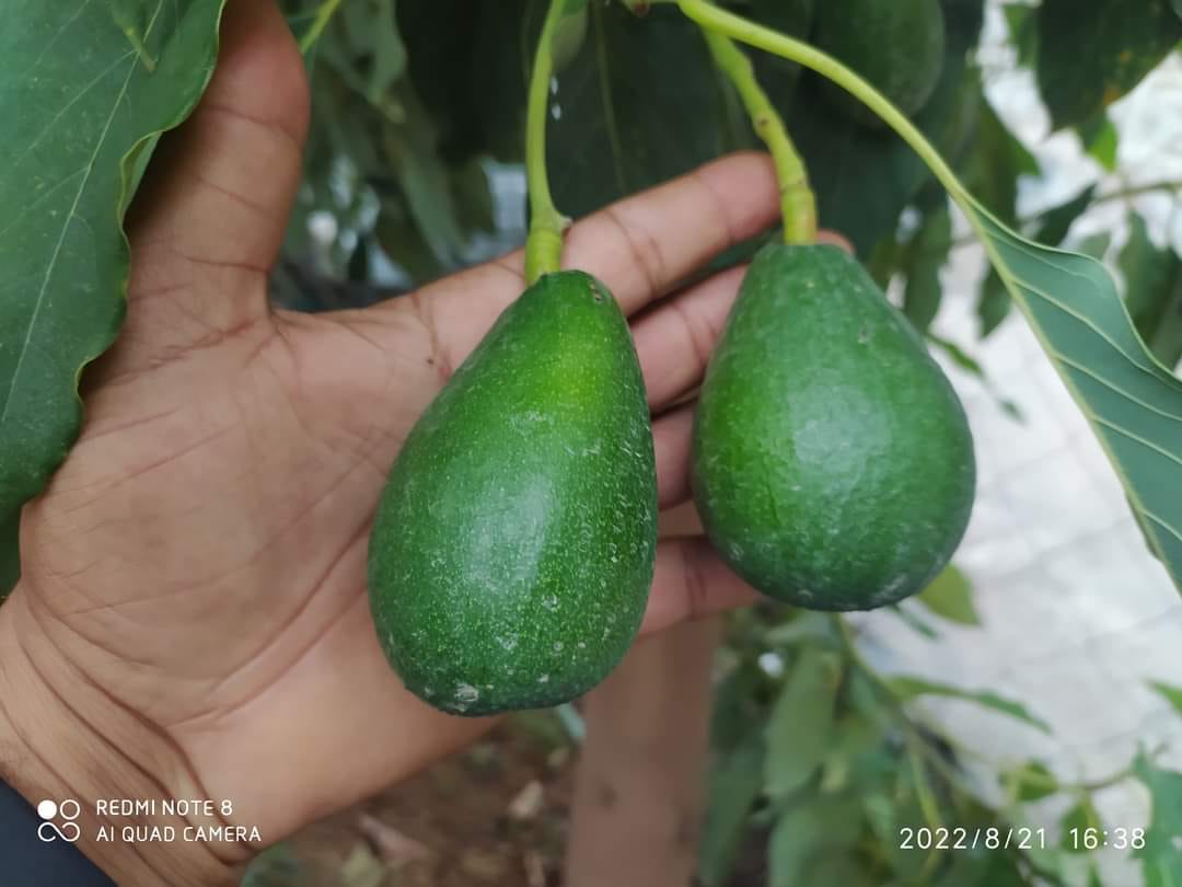 لأول مرة .. مواطن في ريمة يزرع فاكهة الأوفكادو