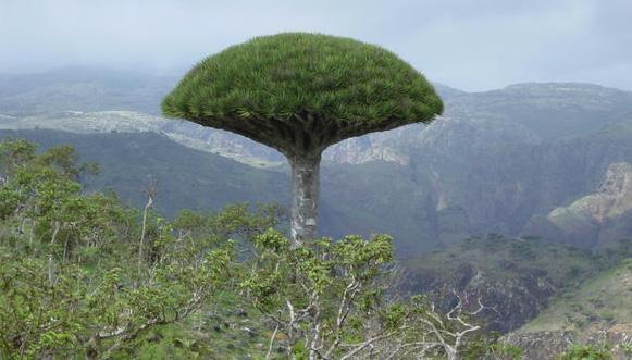 جرس إنذار أممي.. اليونسكو تدرس وضع جزيرة سقطرى على قائمة التراث العالمي المعرض للخطر ومسؤول حكومي يحذر